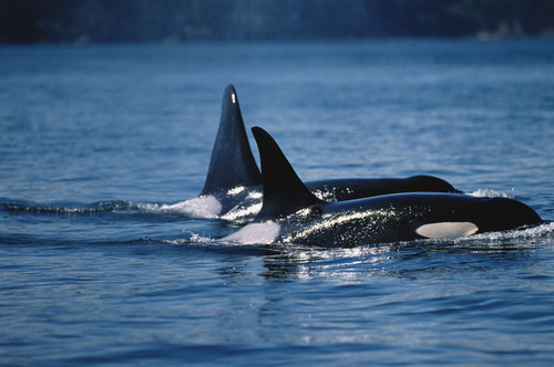 Orcas Orcas